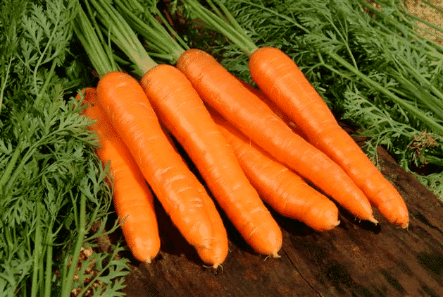 Karotten sind ein beliebtes Volksheilmittel zur Behandlung der männlichen Potenz. 