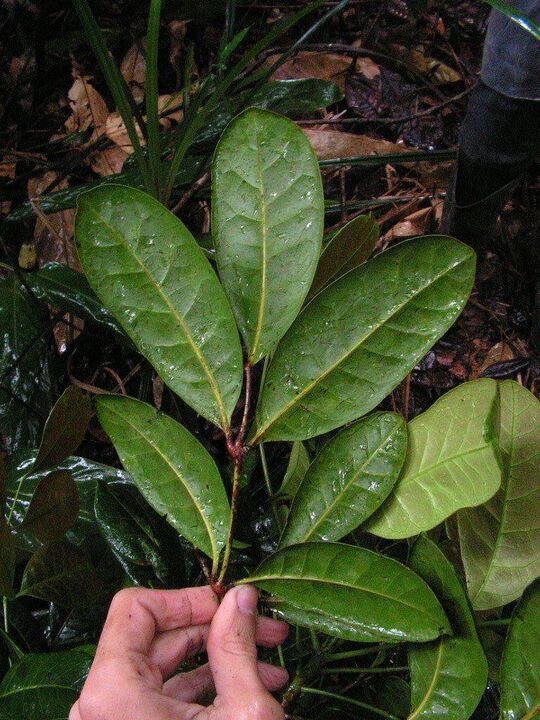 Ein Aufguss auf Basis von Catuaba-Blättern erhöht die Potenz vor dem Sex