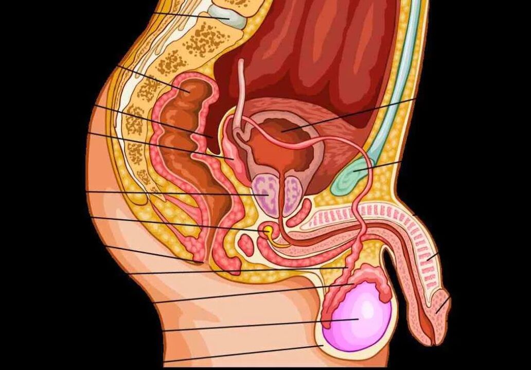 Anatomie des männlichen Penis