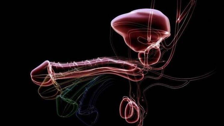 Warum kommt es bei Männern zu Ausfluss, wenn sie aufgeregt sind, und ist das normal